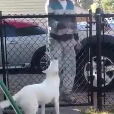 Blind and deaf dog when daddy comes home