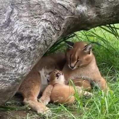 Copy Cat Caracal