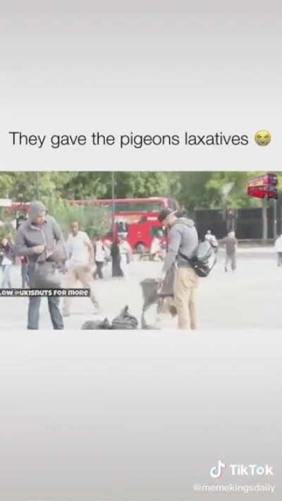 Gave laxatives to pigeons 🤣