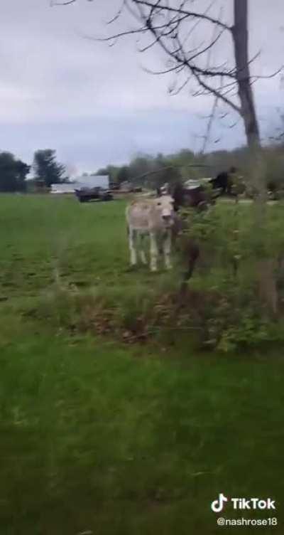 Donkey finds dog vs electric fence very amusing.