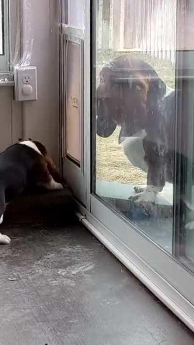 Patient dog teaches a puppy to use a pet door.