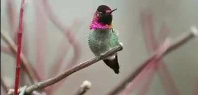 A bird that changes 62 colors