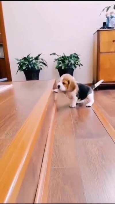 Puppy struggles with stairs