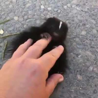 Playing with a little skunk