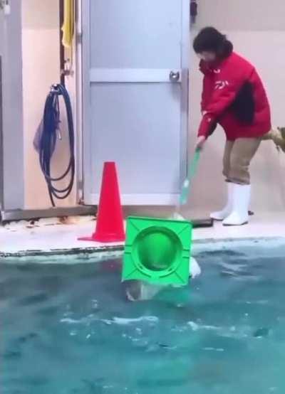 Sea otter helping clean up the pool