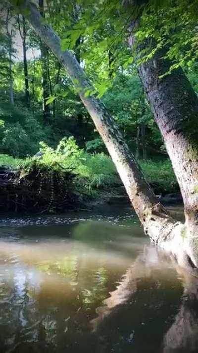 Sounds of the morning after the rain, Watts Branch Stream, MD