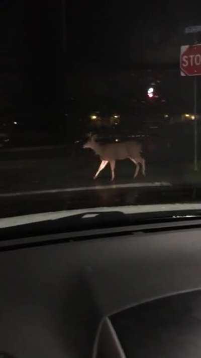 Little-known fact: Canadian Deer are more polite than Canadian citizens (Patiently waits for crosswalk).