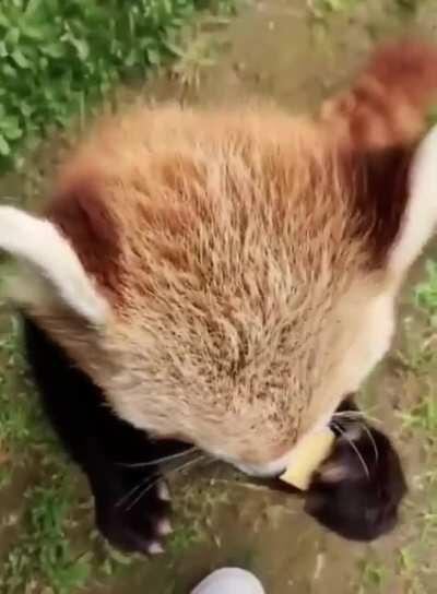 Cute little red panda enjoying snacktime.......