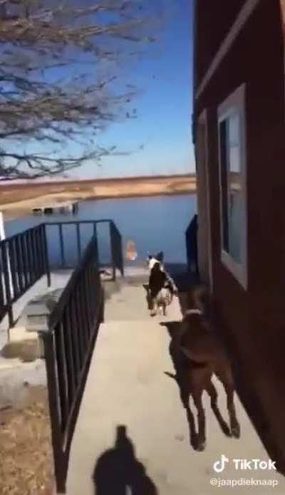 Water-Loving dog rushing to pond for a swim.