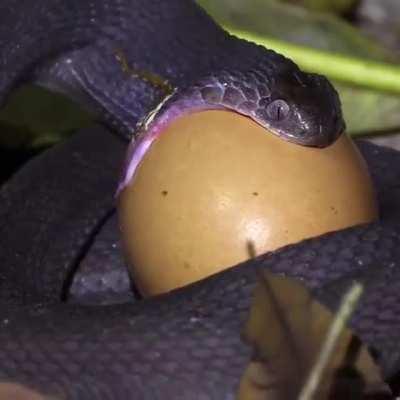 The African egg-eating snake lives in Africa, where it feeds on swallowing eggs and then digesting them, and it can swallow an egg ten times larger than its head.