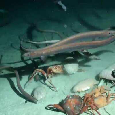 Time-lapse of a tuna carcass being devoured by an array of aquatic creatures