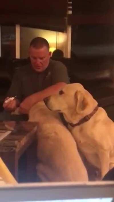 Pupper thinks he needs ear medicine too when he sees his friend getting it