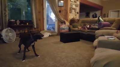 Pit bull dog gets the zoomies and makes the kids laugh hysterically