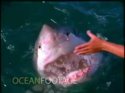 Man Pets a Great White Shark