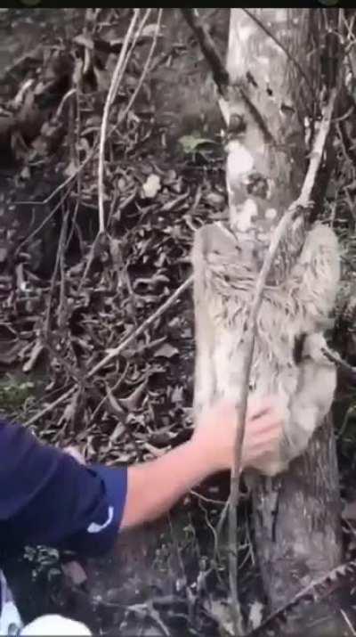 Good Samaritan rescues extremely grateful sloth!