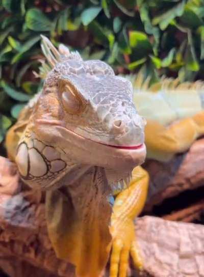 Satisfying lizard facial