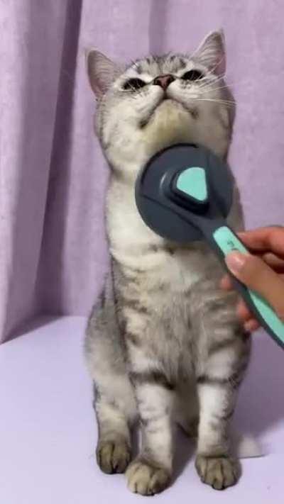 A cat that doesn't fight when getting groomed