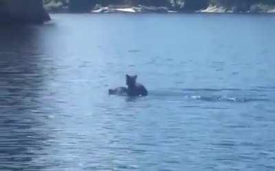 🔥 A momma bear swimming across a lake with her cub on her head 🔥