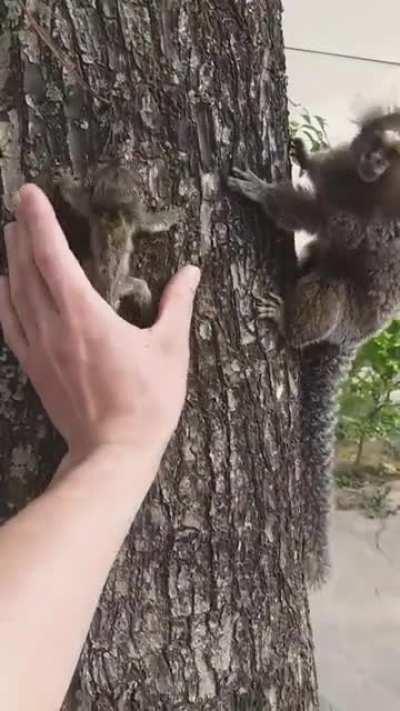 Baby lion tamarin is reunited with its mother