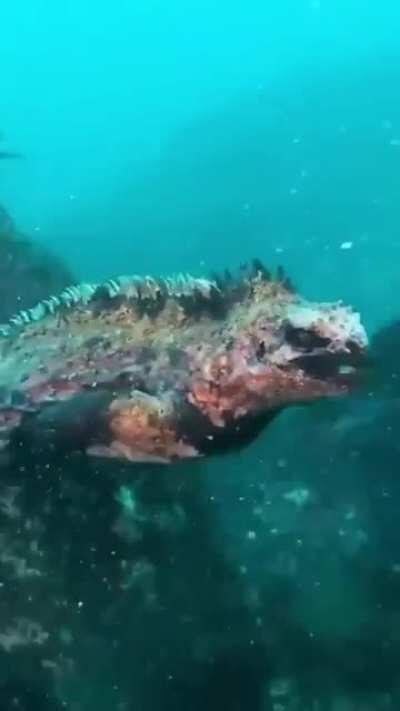 Marine Iguana - exclusive to the Galapagos