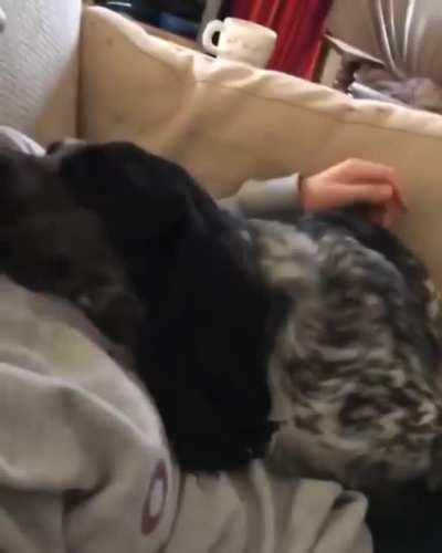 Dog loves its owner