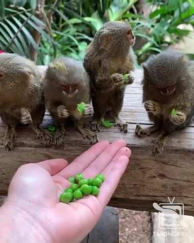 These Pygmy Marmosets eating Peas