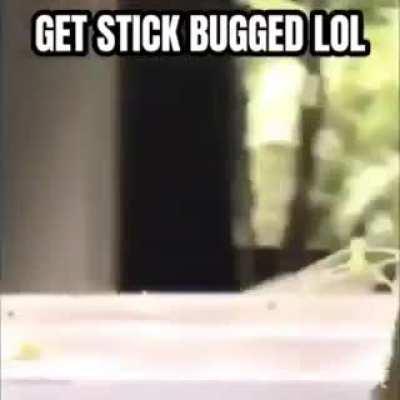 Stick bug