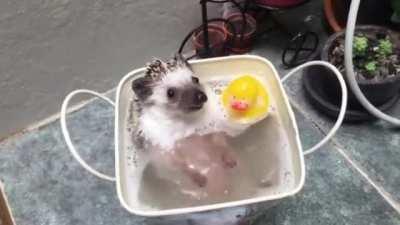 Hedgehog Bathtime!