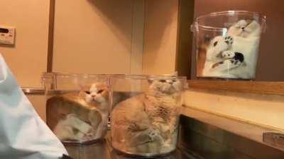 Three buckets of cats, waiting to be served