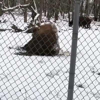 Bouncy Bison playing in the first snow of the year