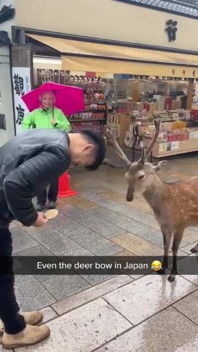 The bowing Sika deer of the City of Nara, Japan