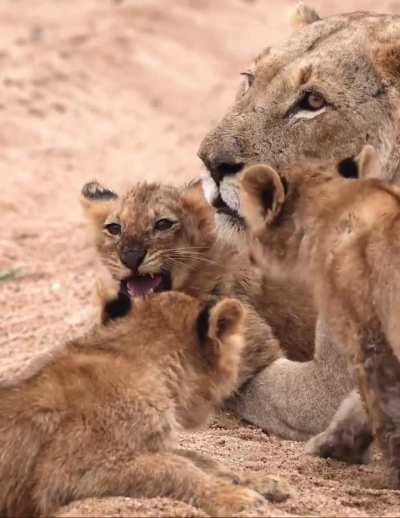 This baby tries to roar like Mom