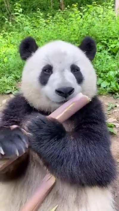 Panda eating a bamboo