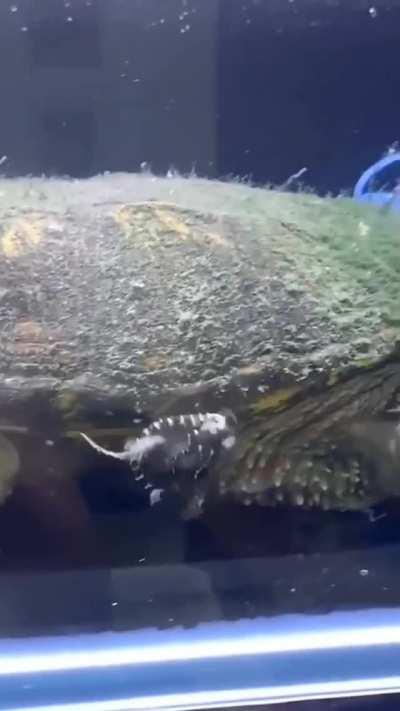 🔥 A baby turtle chasing it’s tail