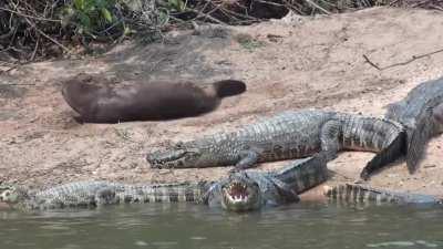 Yacare caiman basking on a riverbank while an insouciant otter comes down to take a sand bath: these caiman only eat small prey, however, a raft of giant otters will sometimes attack and eat caimans.