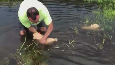 puppy swimming instructor training his students