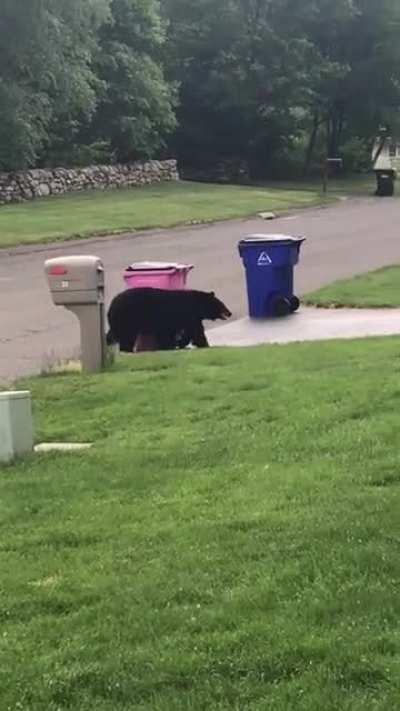 (OC) My buddy interacts with a trash bear. Volume up.