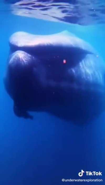 This whale is harmless but sounds and looks horrifying