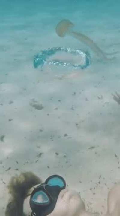 WCGW letting a hooman swim under my stinging tentacles