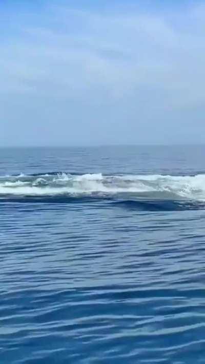 A Pair of Fin Whales Surfacing