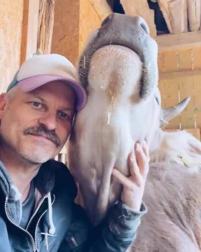 Rescued cows who love their caretaker at Lebenshof Odenwald animal sanctuary