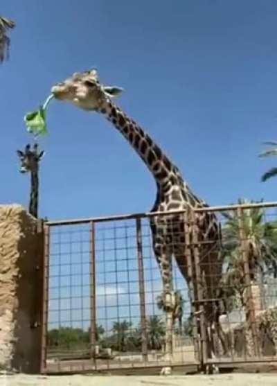 Feeding a Giraffe with your kid looks like