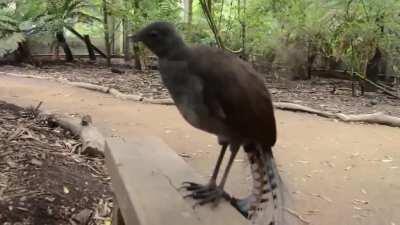 Lyrebird Sound FX