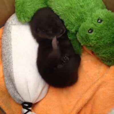 The tiniest sleeping baby otter!