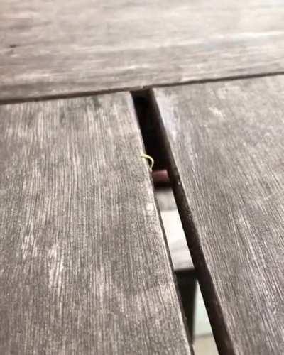 Tiny little inch worm is determined to make it across a gap