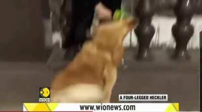 Doggo steals anchor's microphone live on national news. Via:wion news