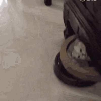 Cat on a Roomba