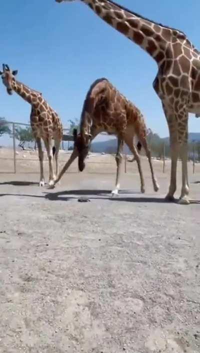 Giraffe helps a little friend go faster.