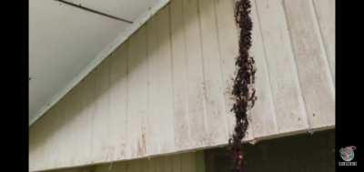 Ants build a bridge out of themselves to invade a wasp nest