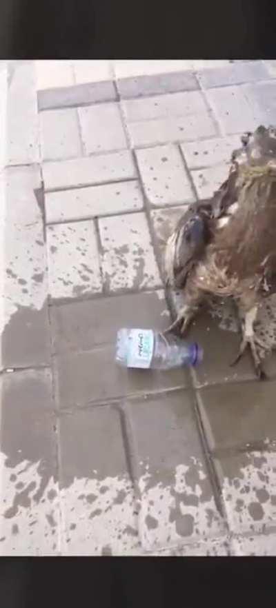 A man cooling a hawk that was suffering from a heatstroke in Riyad, Saudi Arabia (where temperature reaches 50 celsius in August)